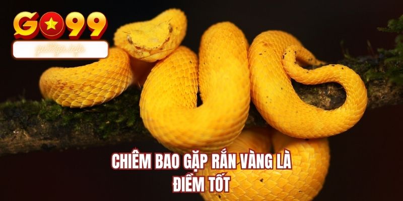 Chiêm bao gặp rắn vàng là điềm tốt