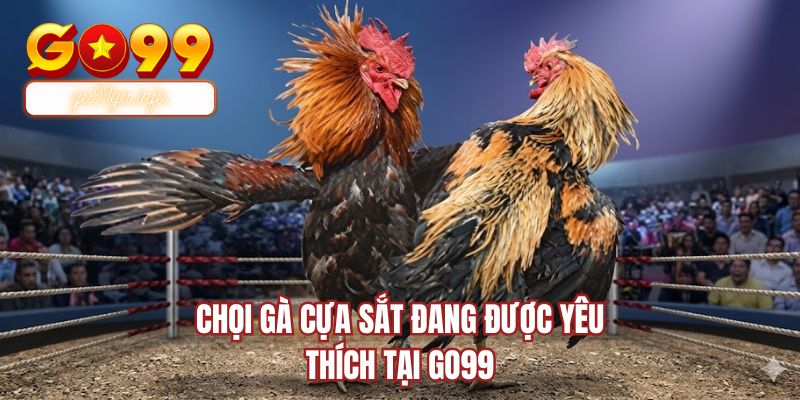 Chọi gà cựa sắt đang được yêu thích tại GO99