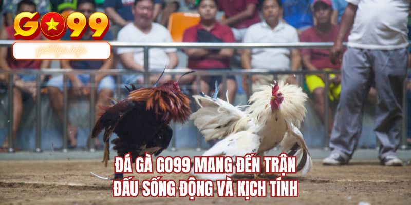 Đá gà GO99 mang đến trận đấu sống động và kịch tính