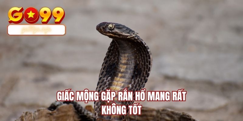 Giấc mộng gặp rắn hổ mang rất không tốt