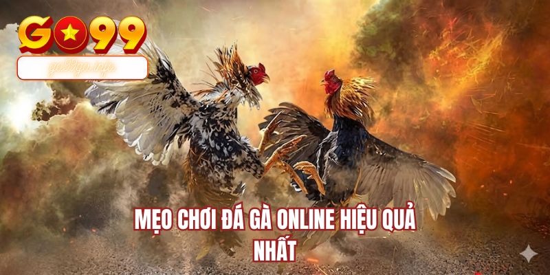 Mẹo chơi đá gà online hiệu quả nhất
