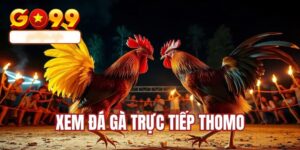 xem đá gà trực tiếp Thomo