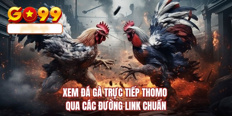 Xem đá gà trực tiếp Thomo qua các đường link chuẩn